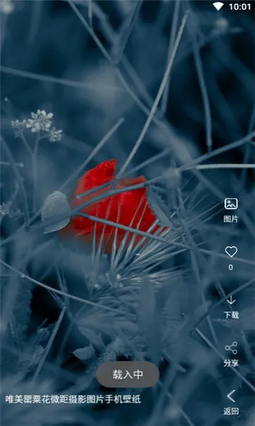 安果视频壁纸2025官方正版 安果视频壁纸2025官方正版