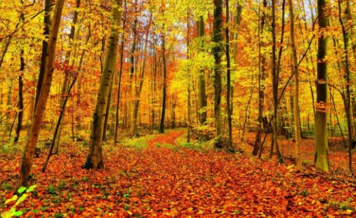 ������ͼ(רҵ��ͼ����)