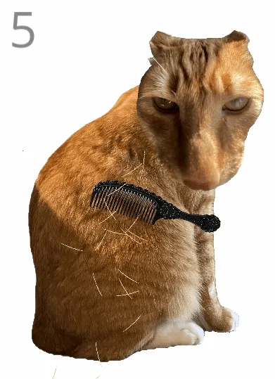 给猫梳毛(猫梳毛休闲游戏) 给猫梳毛(猫梳毛休闲游戏)